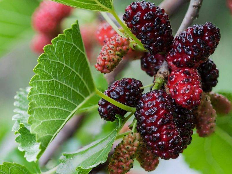 Шелковица купить саженцы из питомнике в Якутске