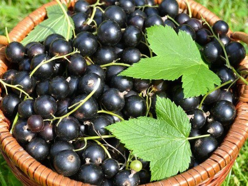 Смородина купить саженцы из питомника в Якутске