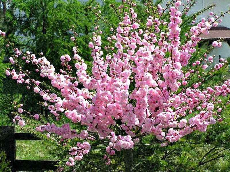 Миндаль купить саженцы из питомника в Якутске