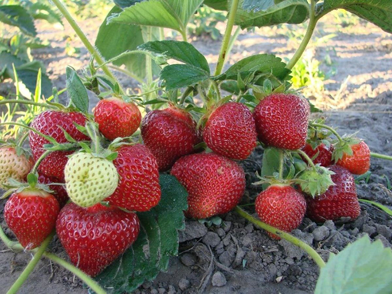 Клубника купить саженцы из питомника в Якутске