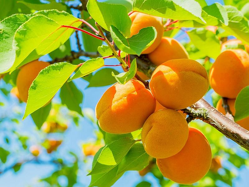 Абрикос купить саженцы из питомнике в Якутске