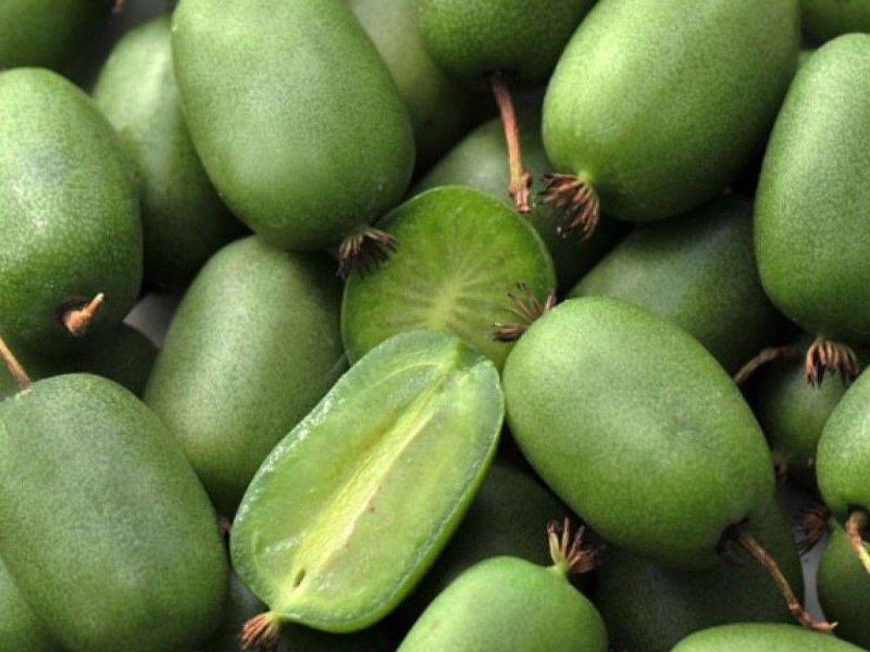 Актинидия купить саженцы из питомнике в Якутске