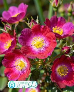 Роза "ПЕРПЛ ХЕЙЗ"