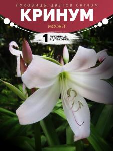 Crinum moorei
