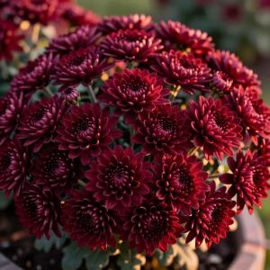 Хризантема Ноктюрн (МУЛЬТИФЛОРА)