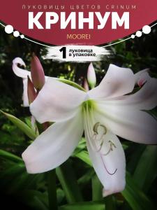 Кринум Moorei 1 Луковица