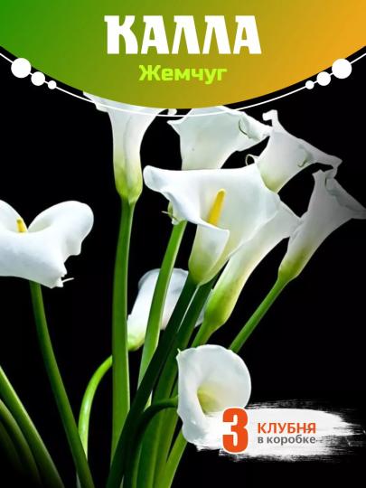 Калла  Жемчуг клубни  3шт