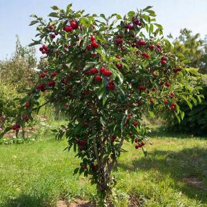 Войлочная вишня "ОГОНЕК" китайская ранняя