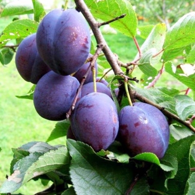 Слива "ПАМЯТИ ПУТОВА"