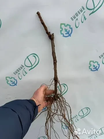 Виноград "ГРЕНАШ НУАР"